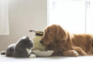 养宠常识：猫粮和狗粮不能混着吃！