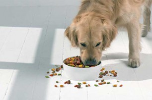 科学喂狗粮的方法